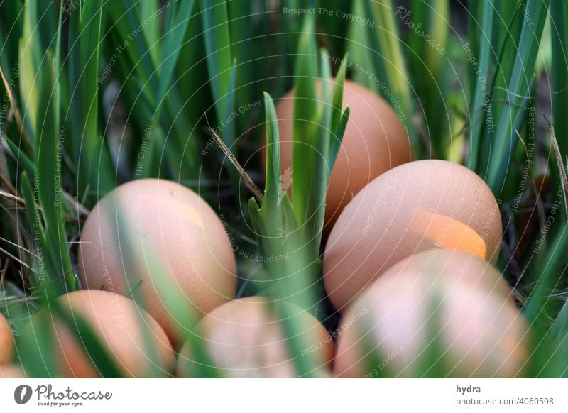 Organic eggs Easter nest in the green Organic produce Organic farming Biological Easter egg nest brown eggs Brown Sustainability sustainability Ecological Grass