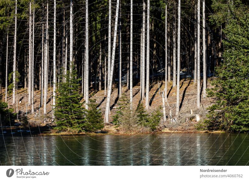 Small forest lake in the Thuringian Forest Lake Forest lake Water Marsh Bog Grass Edge of the forest Tree tree trunks salubriously Environment Sustainability