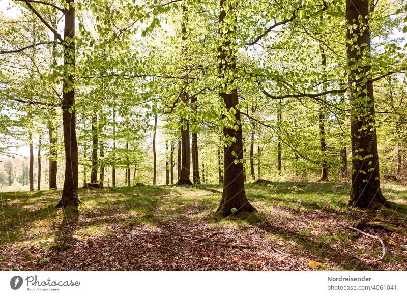 Spring sun in a beech forest with fresh greenery Sun Beech wood Summer Summery Book Old Sunbeam Warmth Contemplative country Rural Back-light fagus Beech tree