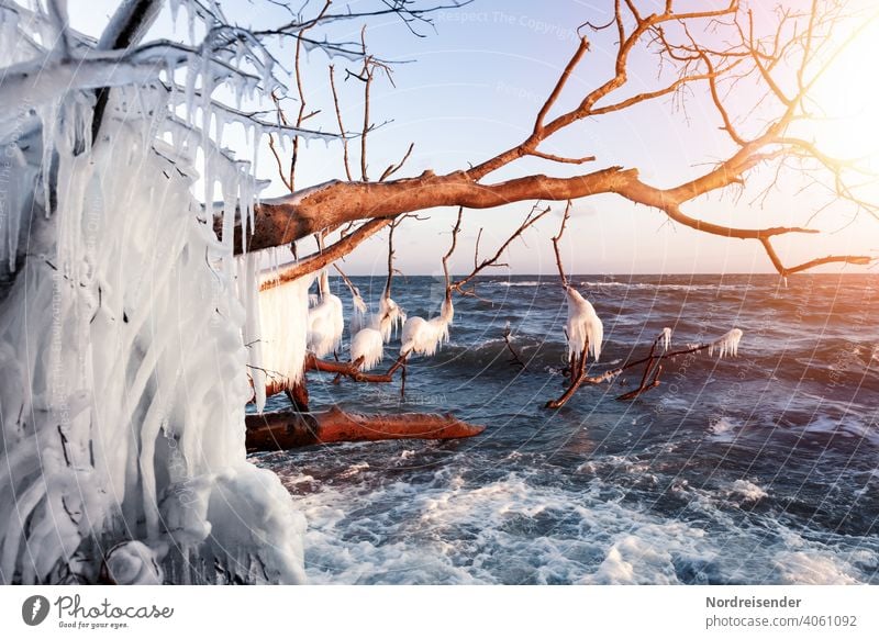 Iced dead wood in winter at the Baltic Sea Winter Ocean coast Sun Waves Water Icicle Frost Sunbeam winter landscape Tree Driftwood vacation Winter vacation