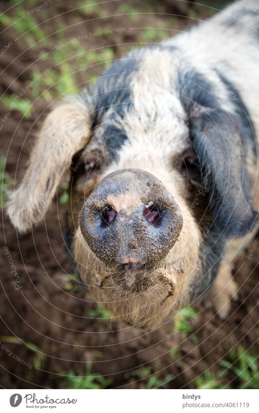 Portrait of a Bentheimer Landschwein in free-range husbandry Swine Face Trunk animal portrait Bentheimer land pig Looking into the camera Animal portrait