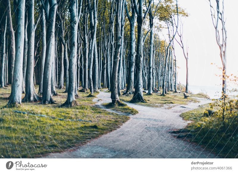 Ghost forest in Nienhagen in spring XII Looking portrait Central perspective Deep depth of field Sunset Sunbeam Sunlight Silhouette Contrast Shadow Light