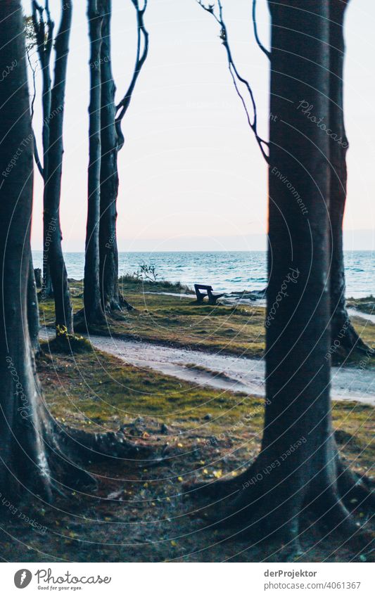 Ghost forest in Nienhagen in spring XI Looking portrait Central perspective Deep depth of field Sunset Sunbeam Sunlight Silhouette Contrast Shadow Light Evening