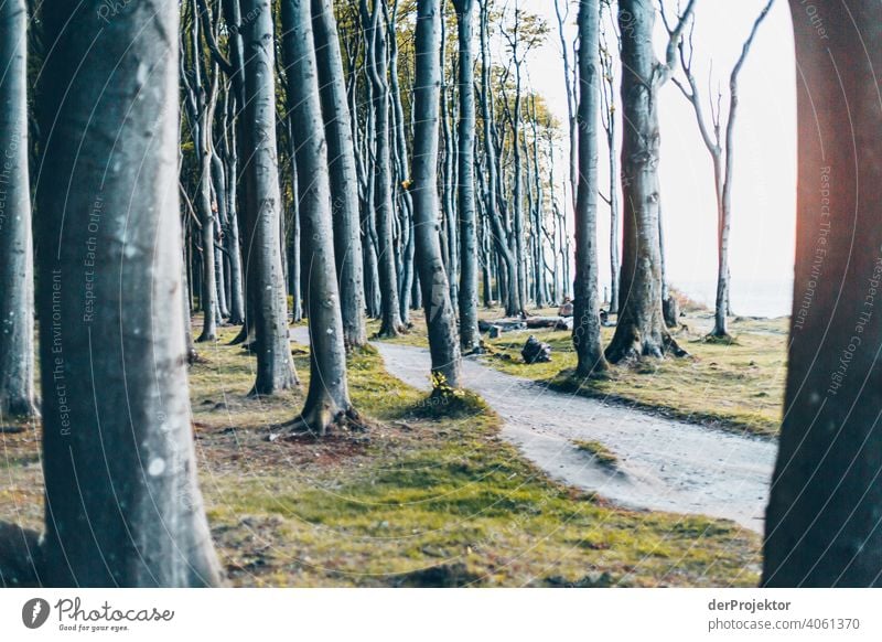 Ghost forest in Nienhagen in spring X Looking portrait Central perspective Deep depth of field Sunset Sunbeam Sunlight Silhouette Contrast Shadow Light Evening