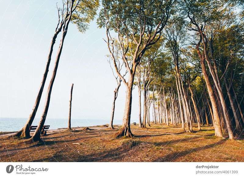 Ghost forest in Nienhagen in spring V Looking portrait Central perspective Deep depth of field Sunset Sunbeam Sunlight Silhouette Contrast Shadow Light Evening