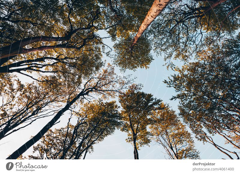 Ghost forest in Nienhagen in spring with a view into the treetops VIII Looking portrait Central perspective Deep depth of field Sunset Sunbeam Sunlight