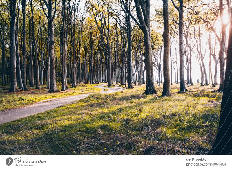 Ghost forest in Nienhagen in spring VI Looking portrait Central perspective Deep depth of field Sunset Sunbeam Sunlight Silhouette Contrast Shadow Light Evening