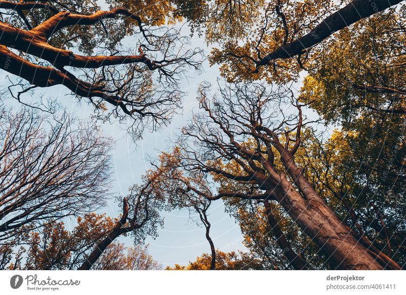 Ghost forest in Nienhagen in spring with a view into the treetops IV Looking portrait Central perspective Deep depth of field Sunset Sunbeam Sunlight Silhouette