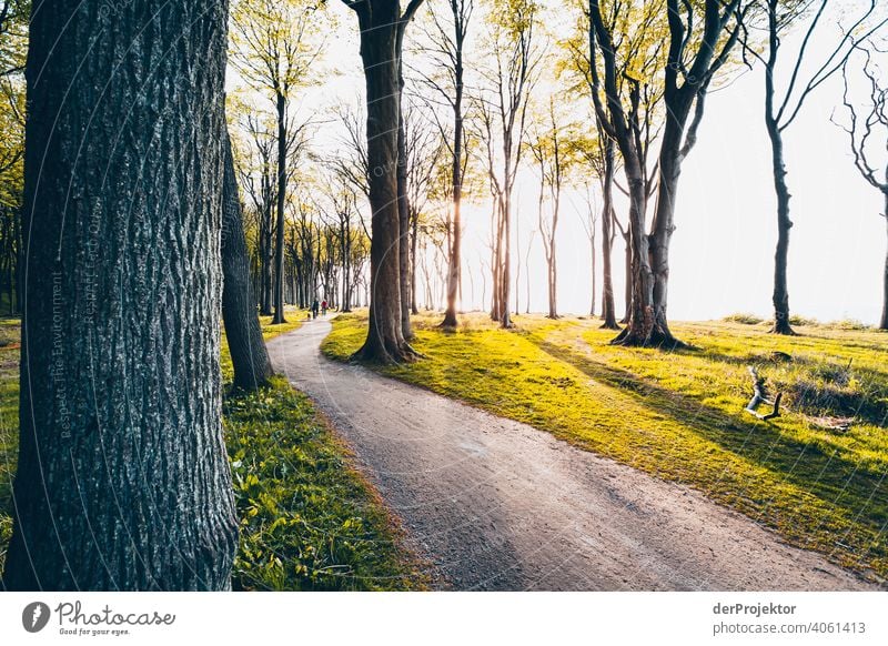 Ghost forest in Nienhagen in spring IV Looking portrait Central perspective Deep depth of field Sunset Sunbeam Sunlight Silhouette Contrast Shadow Light Evening