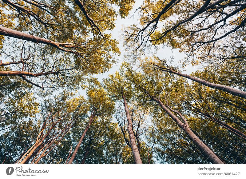 Ghost forest in Nienhagen in spring with a view into the treetops III Looking portrait Central perspective Deep depth of field Sunset Sunbeam Sunlight