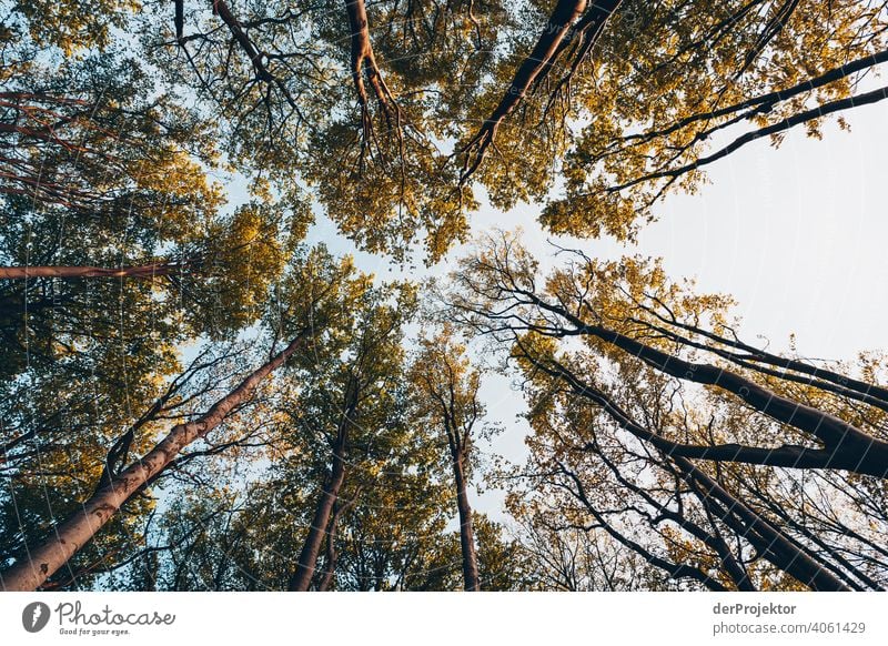 Ghost forest in Nienhagen in spring with a view into the treetops VII Looking portrait Central perspective Deep depth of field Sunset Sunbeam Sunlight