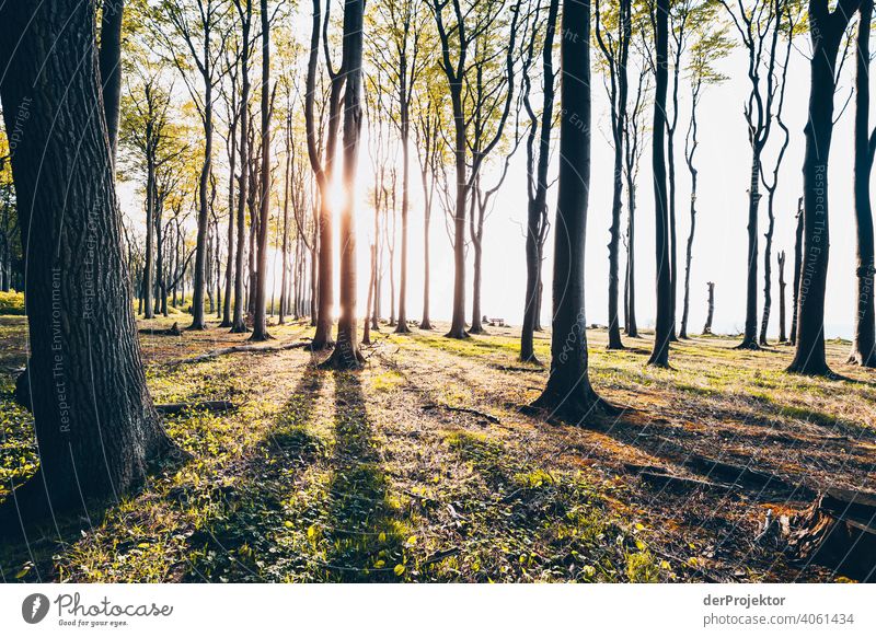 Ghost forest in Nienhagen in spring II Looking portrait Central perspective Deep depth of field Sunset Sunbeam Sunlight Silhouette Contrast Shadow Light Evening