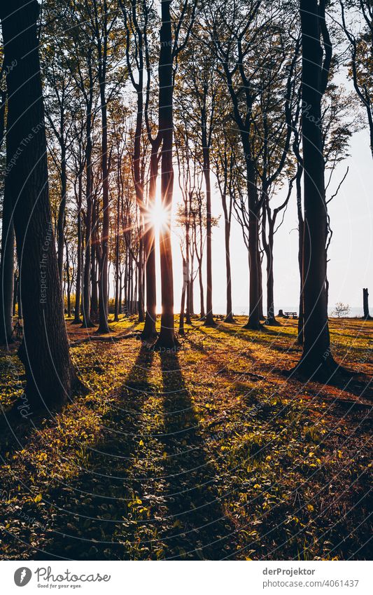 Ghost forest in Nienhagen in spring VIII Looking portrait Central perspective Deep depth of field Sunset Sunbeam Sunlight Silhouette Contrast Shadow Light