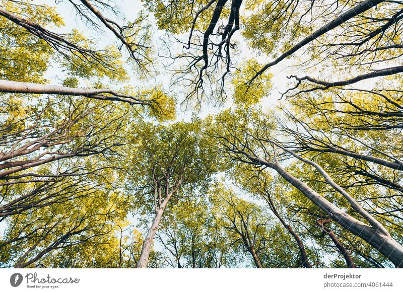 Ghost forest in Nienhagen in spring with a view into the treetops I Looking portrait Central perspective Deep depth of field Sunset Sunbeam Sunlight Silhouette