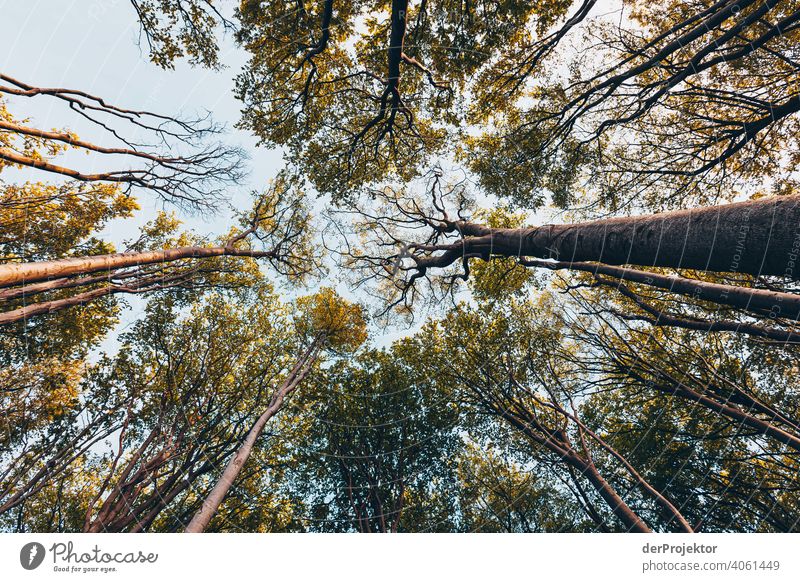 Ghost forest in Nienhagen in spring with a view into the treetops X Looking portrait Central perspective Deep depth of field Sunset Sunbeam Sunlight Silhouette