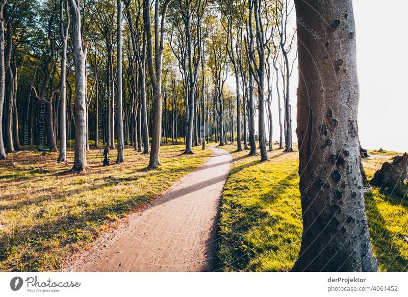 Ghost forest in Nienhagen in spring I Looking portrait Central perspective Deep depth of field Sunset Sunbeam Sunlight Silhouette Contrast Shadow Light Evening