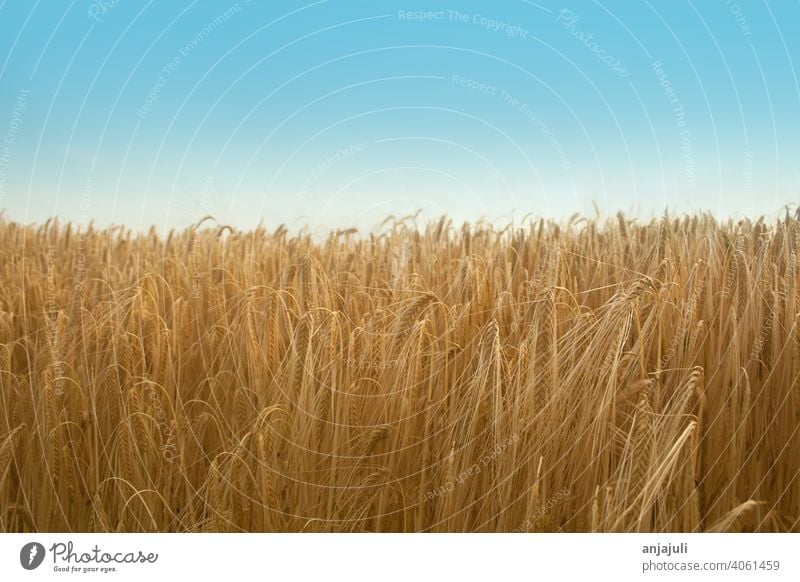 Cornfield in summer with blue sky. Landscape Grain fields Blue sky Wheat Nature Field Summer Sky Wheatfield Barley Ear of corn Harvest Agricultural crop