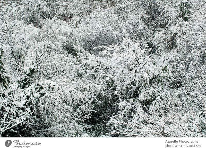 Winter forest background. Trees covered wit snow. autumn beams beautiful beauty branches calmness celebration christmas cold countryside dawn environment fog