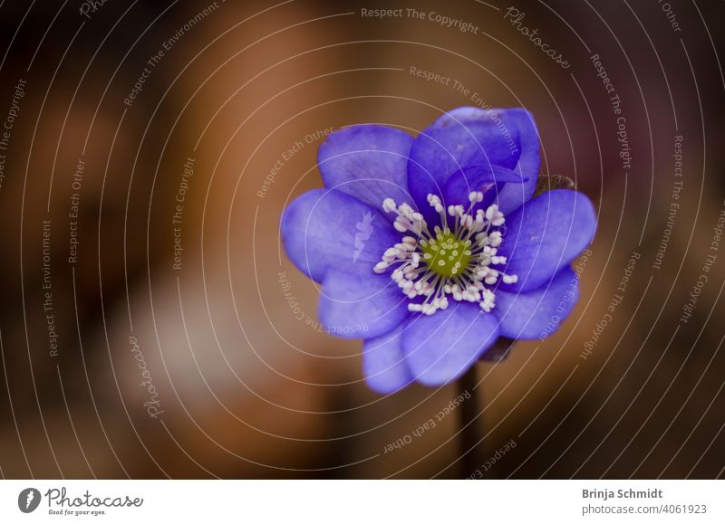 A single purple liverwort as macro photography easter sunlight detail April multiple exposure romantic blur Bitter nobilis folio outdoors wildflowers group