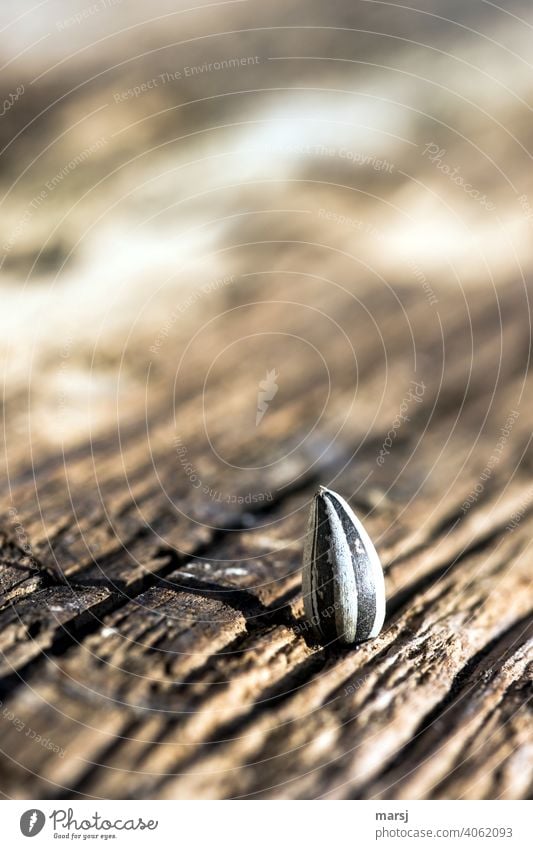 Striped sunflower seed with standing qualities on weathered wood Old Wood Wood grain naturally Weathered Patina Loneliness Decline Brown Abstract Subdued colour