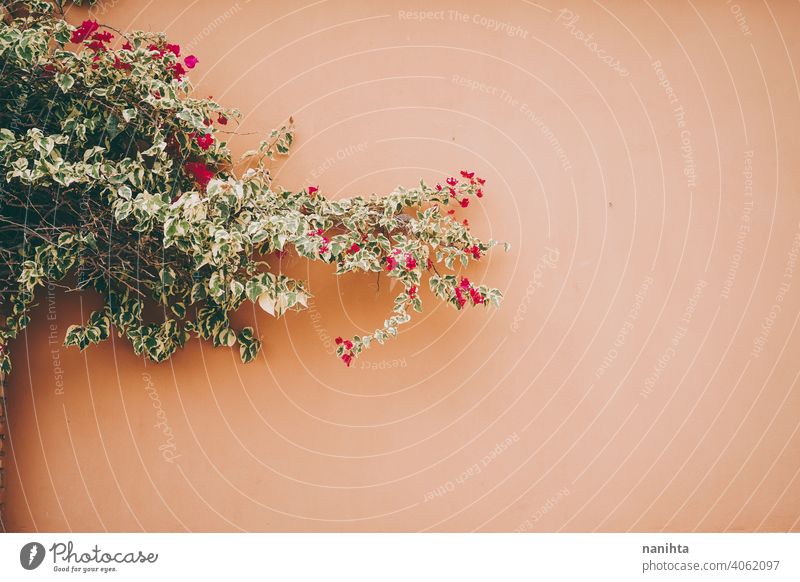 Minimal image of a bouganvillea against an orange wall nature decoration minimalism buganvilla buganbilia flower plant mediterranean spring grow growup