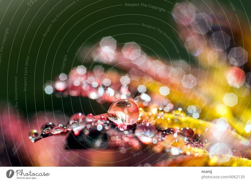 Pearl alert! Water drops on a chrysanthemum flower. Reflection Drops of water Illuminate Glittering Chrysanthemum Blossom Spring Wet naturally Warm colour