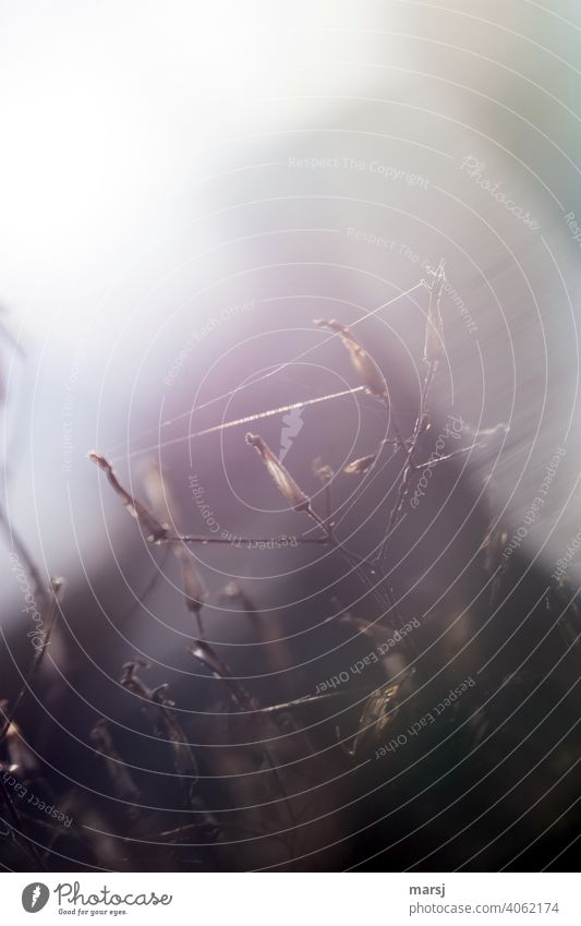 Indian summer. Spider threads and filigree, withered plant in the backlight Spider's web Fear Trap Nature Calm naturally Interlaced Illuminate Together