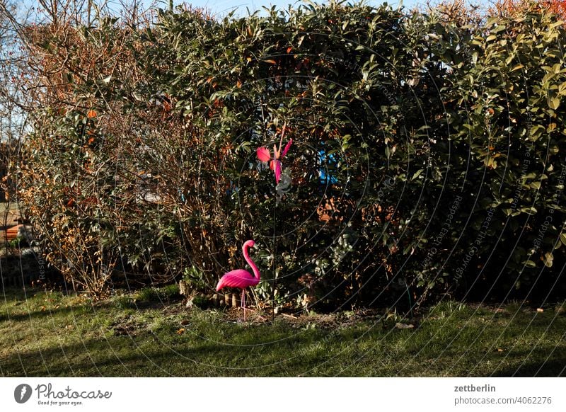 flamingo Branch Tree Relaxation holidays spring Spring spring awakening Garden allotment Garden allotments Deserted Nature Plant tranquillity Holiday season