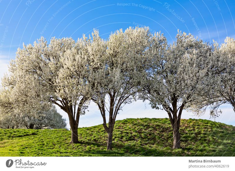 Beautiful flowering Bradford pear trees in springtime in Texas agriculture alongside beautiful blooming blossom botanical botany bradford bradford pear