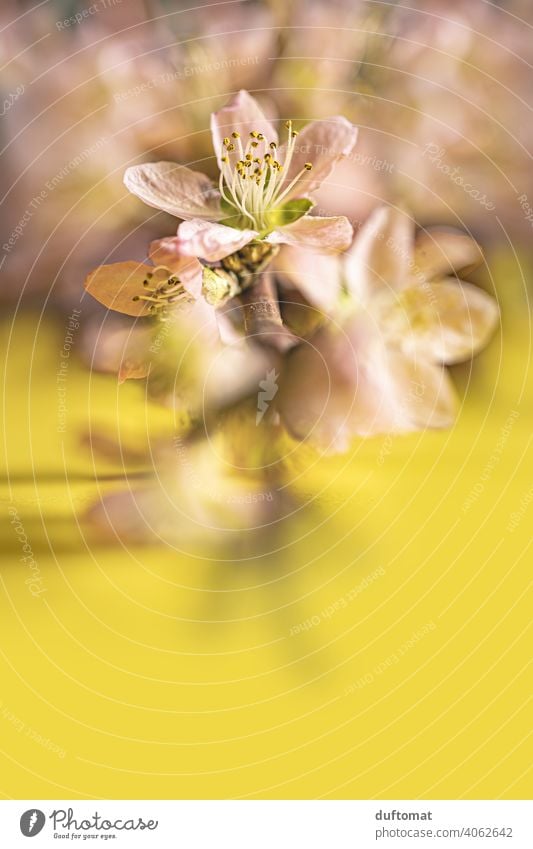 Pink peach blossoms on branch on yellow background, macro shot Flower Blossom Plant Blossoming Nature Shallow depth of field Garden Peach blossom Close-up