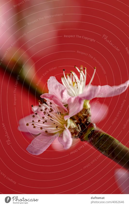 Pink peach blossom against red background, macro shot Flower Blossom Plant Blossoming Nature Shallow depth of field Garden Peach blossom Close-up Hanami