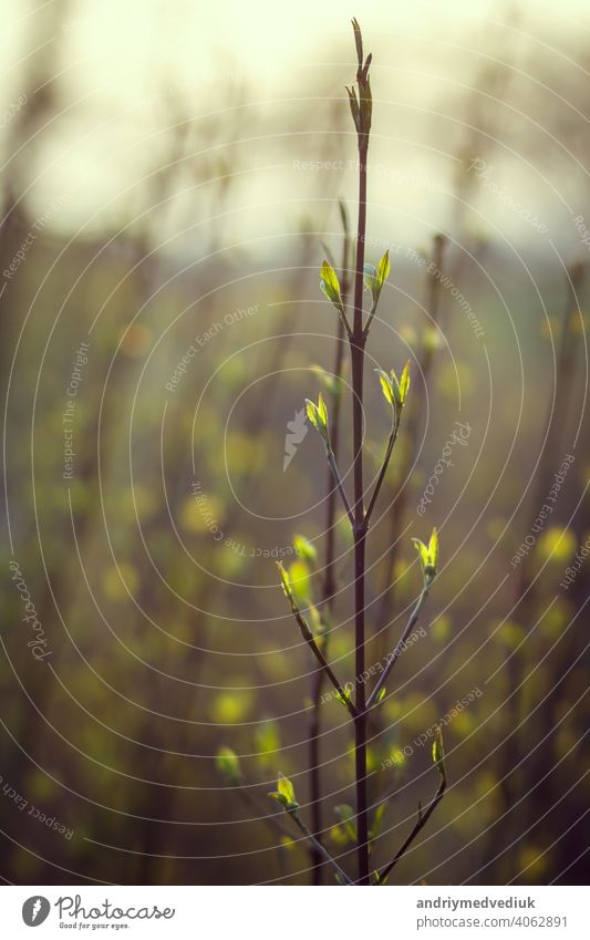 Closeup of twigs with leaf buds ready to burst. nature waking up at spring time with tree branch full of buds leaves, background summer sun freshness green