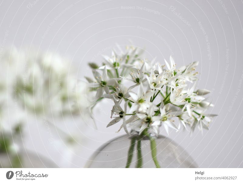 Wild garlic flowers in a glass vase Flower Blossom Club moss wild garlic blossom Vase Spring Spring flowering plant White Green Nature Plant Deserted