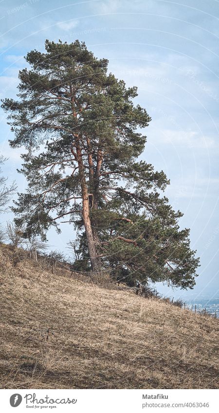 A solitary tree on the hill Tree Treetop Blue sky Hill Landscape Autumnal Green Sky Nature Beautiful weather Environment Day Weather Deserted Climate