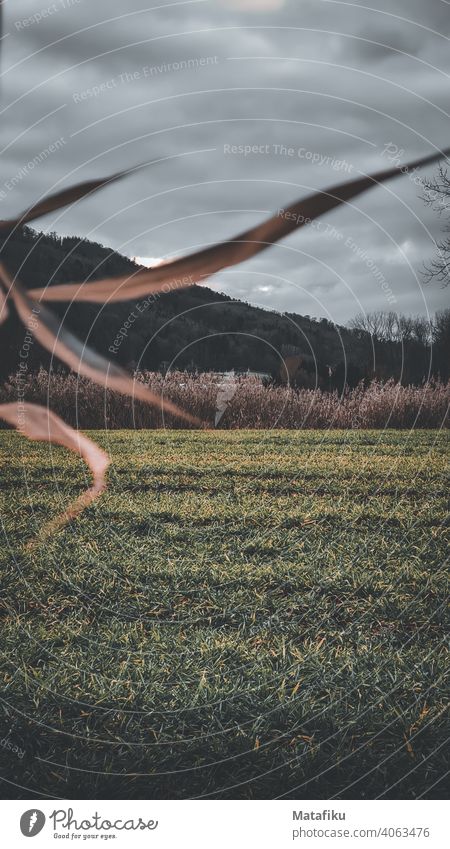 An autumnal gloomy meadow in the late afternoon with cloudy sky Autumnal Twilight Meadow mood Moody Nature Plant Environment Landscape Leaf Exterior shot