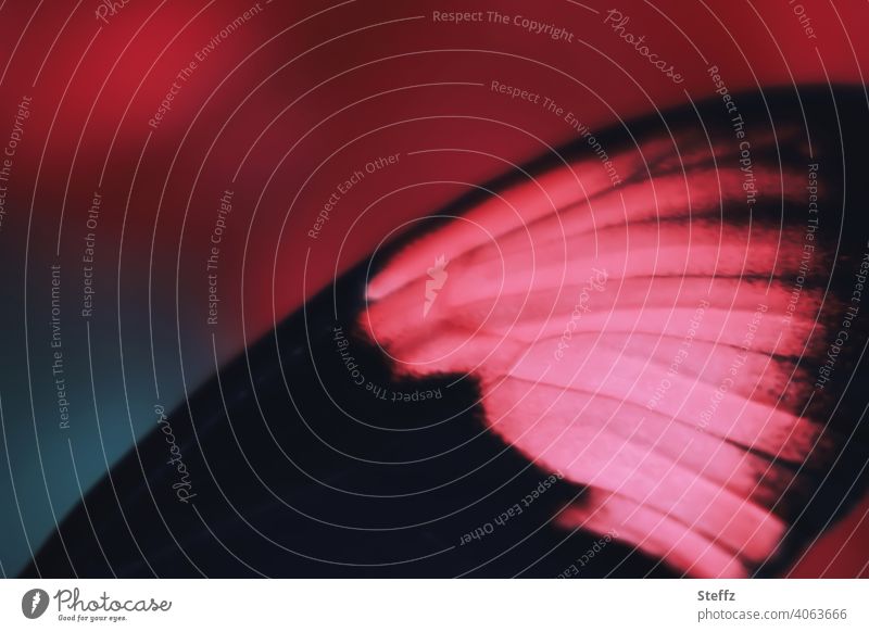 Wing colors of a small postman Wing pattern Butterfly Grand piano Little postman Small courier butterflies Eye-catcher butterfly wings flapping Heliconius