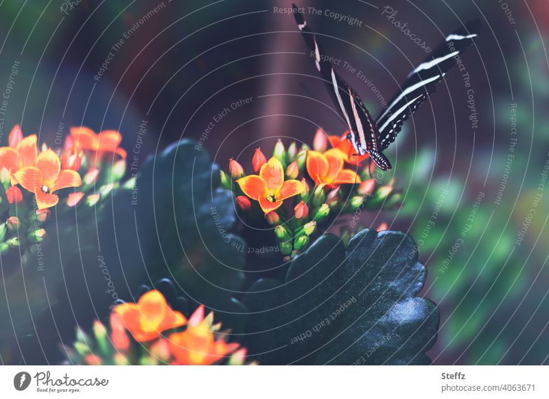 Zebra butterfly on a flowering Kalanchoe pretty zebra butterfly kalanchoe Kalanchoe blossfeldiana butterflies Butterfly Wing pattern natural pattern Striped