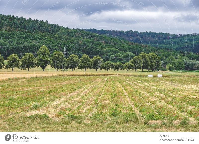 series Field even gap trees Beaded avenue trees Avenue neat lines Pattern Rural Nature Agriculture harvested Roll Rolled bale Bale of straw Arrangement