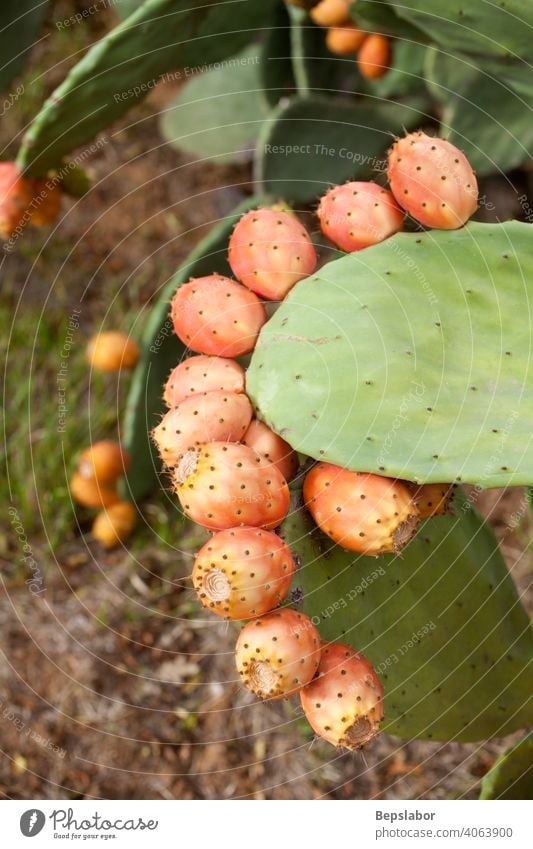 Prickly pears on cactus calorie close colorful culinary diet exotic fig food fresh fruit green health healthy light low natural nature nutrition organic plant