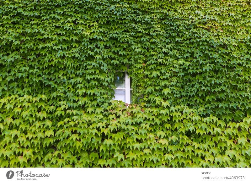 House facade planted with wild wine in the old town of Schopfheim in the Black Forest Background Baden Würtemberg Germany Pattern Recreation building copy space