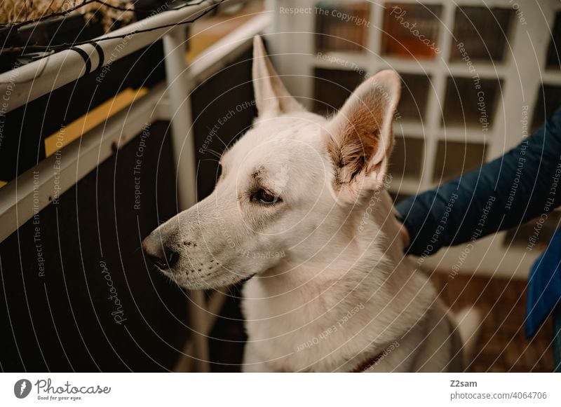 White shepherd dog gets petted Dog Shepherd dog Pet cute Cute Pelt Shallow depth of field Large Snout Colour photo Day Brown Animal face To enjoy Stroke Caress