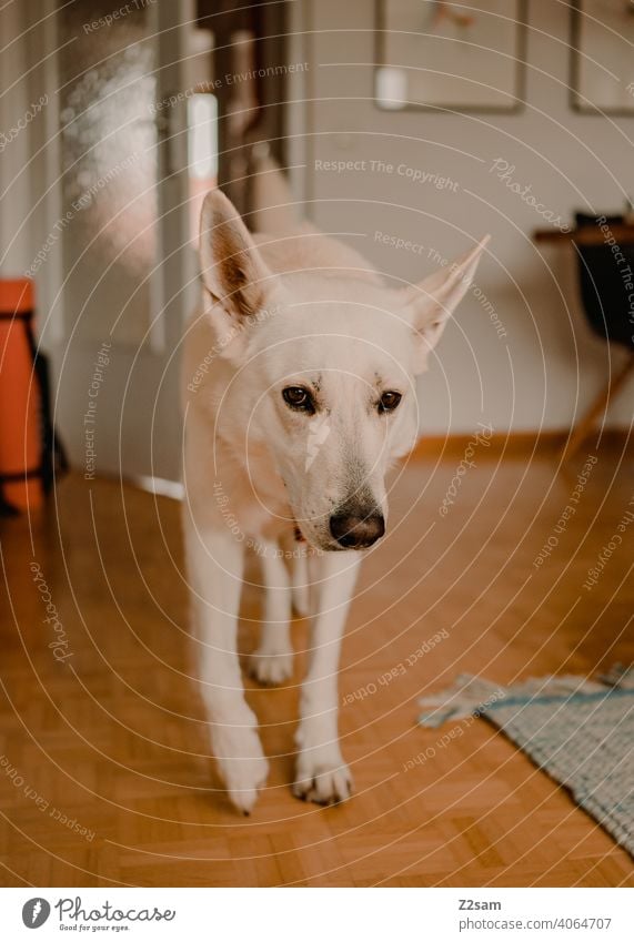 White shepherd dog walks through the apartment Dog Shepherd dog Pet cute Cute Pelt Shallow depth of field Large Snout Colour photo Interior shot Design Elegant