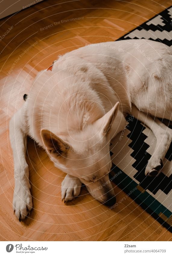 white shepherd dog Dog Shepherd dog White Pet cute Cute Pelt Relaxation Shallow depth of field Large Snout Colour photo Interior shot Carpet Design Elegant rest