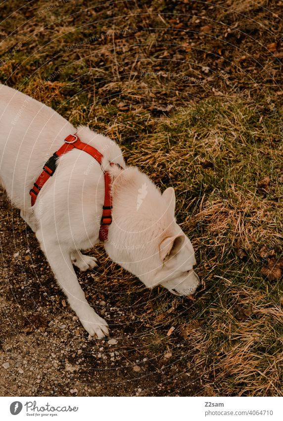 White shepherd dog sniffing Dog Shepherd dog Pet cute Cute Pelt Shallow depth of field Large Snout Colour photo Exterior shot Nature Landscape To go for a walk