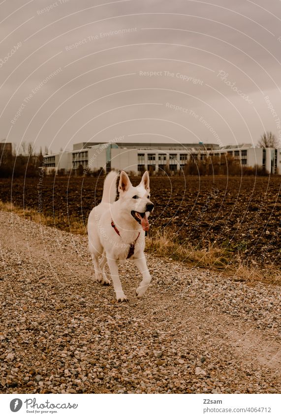 white shepherd dog Dog Shepherd dog White Pet cute Cute Pelt Relaxation Shallow depth of field Large Snout Colour photo Exterior shot Walk the dog Walking