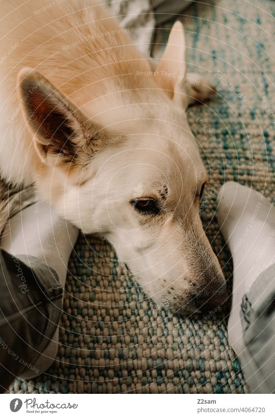 White shepherd dog relaxed between feet Dog Shepherd dog Pet tired rest Carpet exhausted cute Cute Pelt Animal portrait Relaxation Interior shot