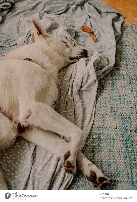 White shepherd dog sleeps Dog Shepherd dog Pet tired Sleep rest Blanket Ground Carpet exhausted cute Cute Pelt Animal portrait Relaxation Interior shot