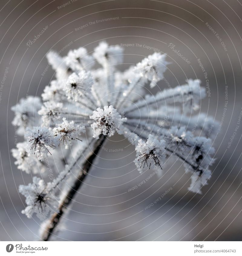 withered umbel flower covered with hoarfrost Hoar frost ice crystals Apiaceae Shriveled Winter chill Frost Bizarre Cold Ice Frozen Nature Freeze Plant