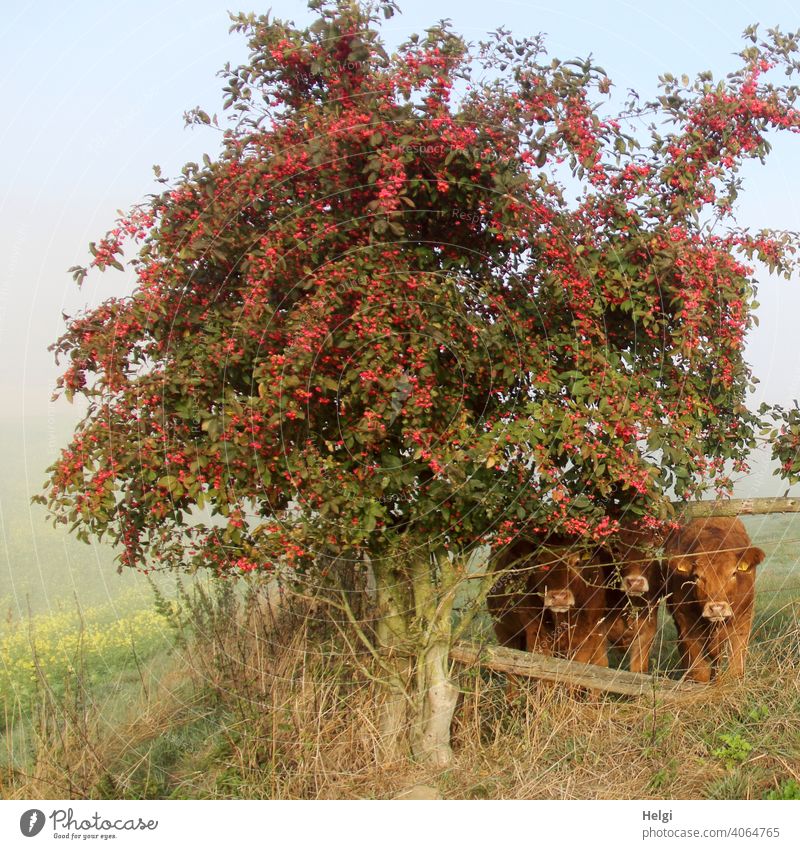 Cuddling group - three curious brown cattle standing behind the fence under a peacock bush, fog in the background Stand Fence shrub Common spindle Fog