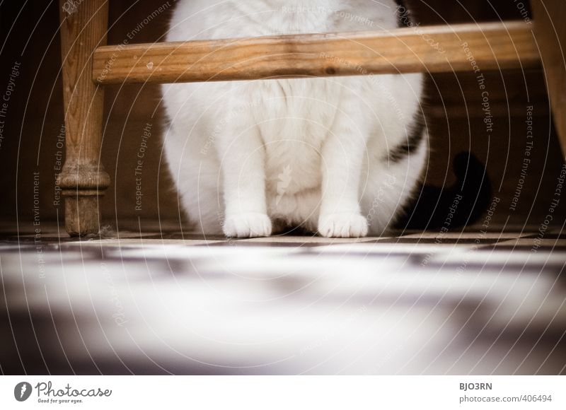 vis-à-vis Cat Brown Black White Paw Partially visible Chair Legs Sit Floor covering Rest Calm Pelt Checkered Contrast Pet Interior shot Kitchen Under Protection